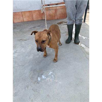 Comune di Acerra - Cane - Microchip 380260160763201