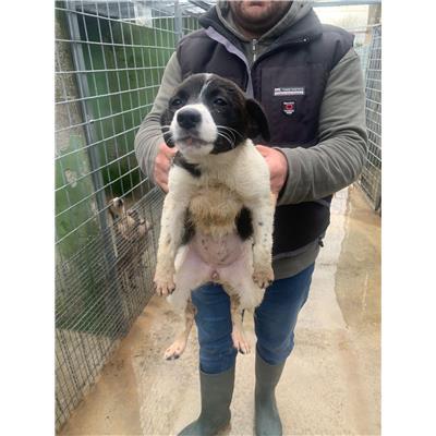 Comune di Afragola - Cane - Microchip 380260160690181