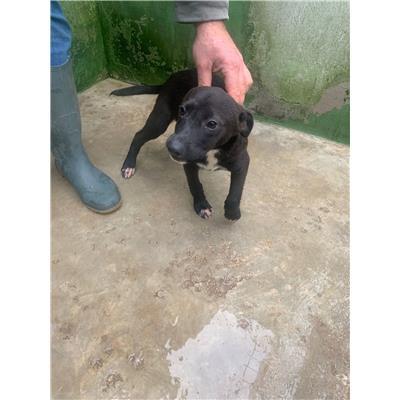 Comune di Afragola - Cane - Microchip 380260160290228