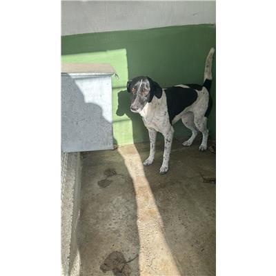 Comune di Afragola - Cane - Microchip 380260160762758