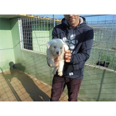 Comune di Orta di Atella - Cane - Microchip 380260044875147