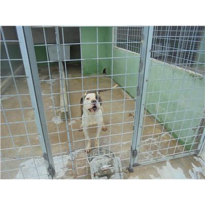 Comune di Afragola - Cane - Microchip 380260160308233