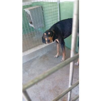 Comune di Acerra - Cane - Microchip 380260160685211