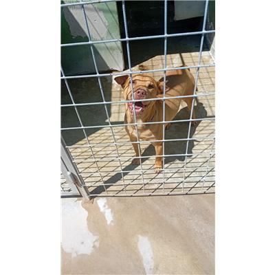 Comune di Casoria - Cane - Microchip 380260160685217