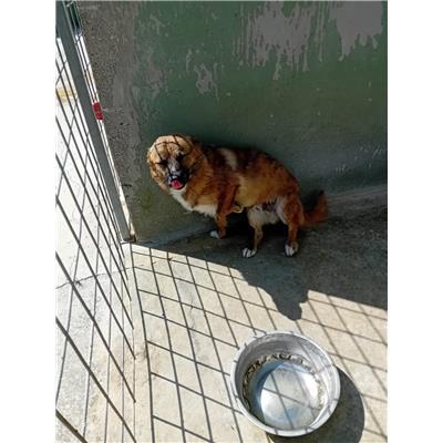 Comune di Acerra - Cane - Microchip 380260160685341