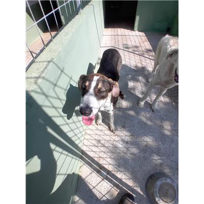 Comune di Afragola - Cane - Microchip 380260160684889