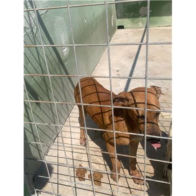 Comune di Casoria - Cane - Microchip 380260160685181