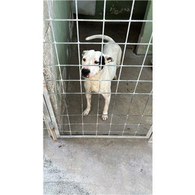 Comune di Orta di Atella - Cane - Microchip 380260044865708