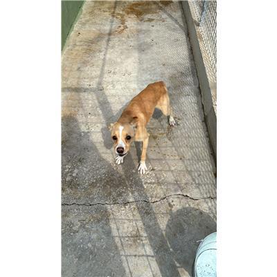 Comune di Afragola - Cane - Microchip 380260160690273