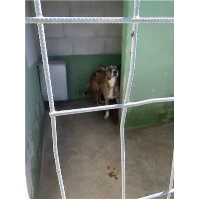 Comune di Casoria - Cane - Microchip 380260160690108