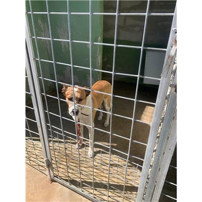 Comune di Afragola - Cane - Microchip 380260160689980