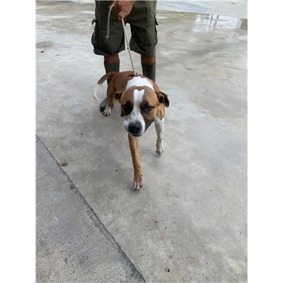 Comune di Acerra - Cane - Microchip 380260102753345